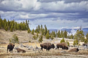 Herd of American bison grazing in Yellowstone National Park