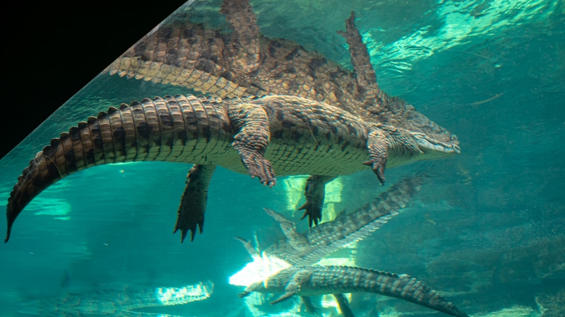 Dubai Crocodile Park