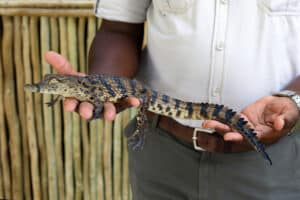 Dubai Crocodile Park