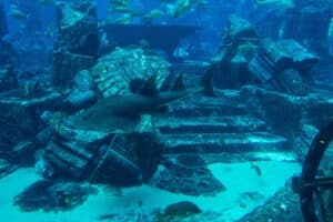 Lost Chambers Aquarium